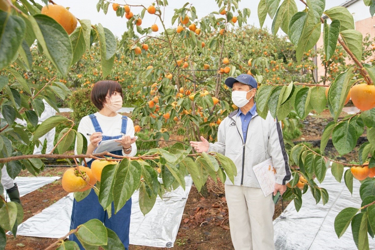 【南予みらい逸品堂vol.6】日本最大級の柿！ 富士柿 in八幡浜